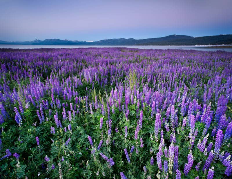 A field of lupines at lake Tahoe
