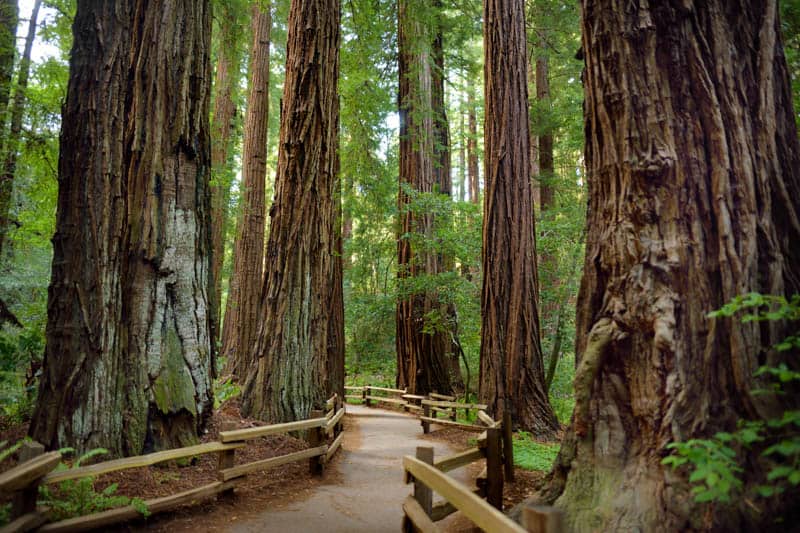 Muir Woods redwood trees in California