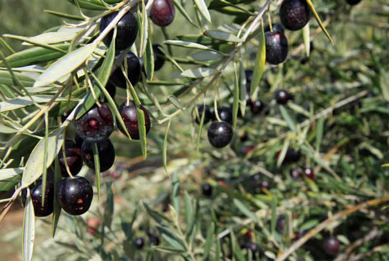 Olive Tree with Fruit in California