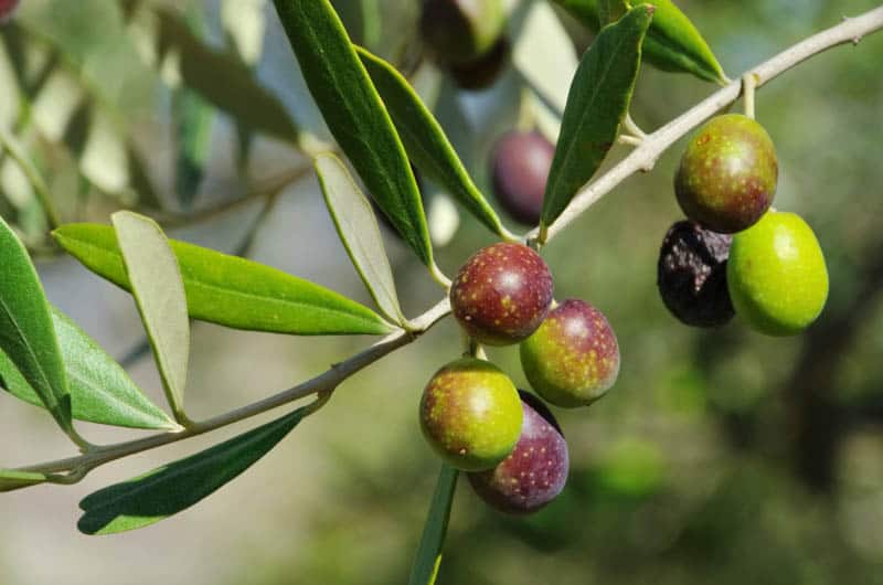 Olives on a tree