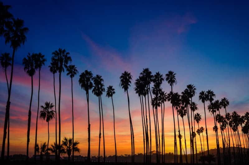 Palm Trees in Santa Barbara, California