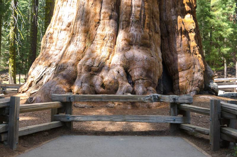 Base of General Sherman in Sequoia National Park in California