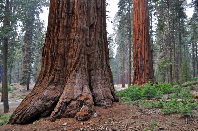 Giant sequoias in Sequoia National Park in California