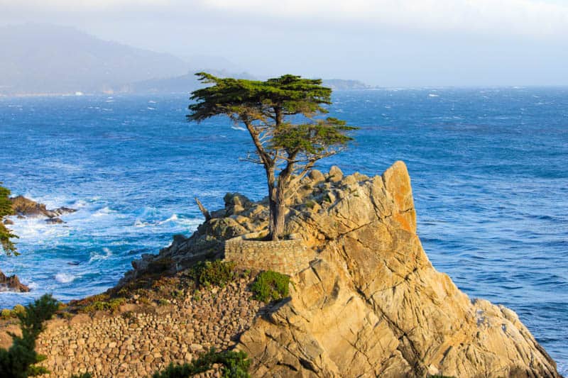 The iconic Lone Cypress in Pebble Beach on the Monterey Peninsula