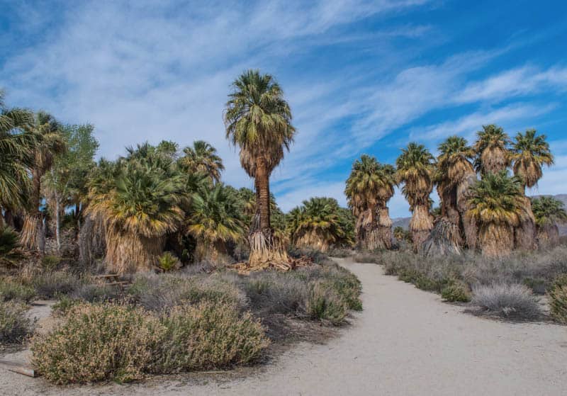 Thousand Palms Oasis at Coachella Valley Preserve near palm Springs California