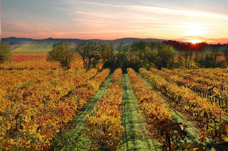 Vineyard in Sonoma Valley California