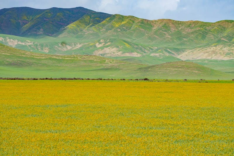 Wildflower meadow just east of Paso Robles California in the spring