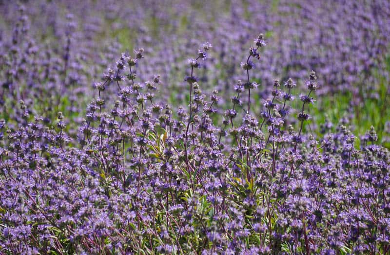 Wildflowers along CA Highway 46 West in the spring