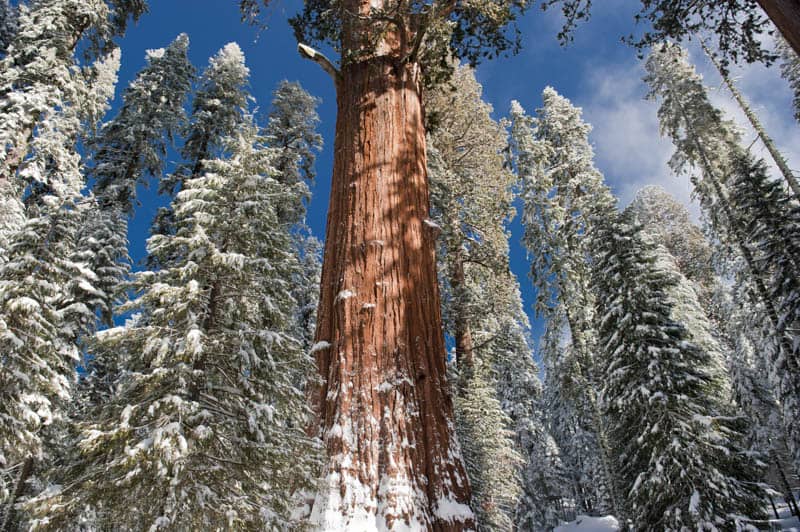 Winter in Sequoia National Park California