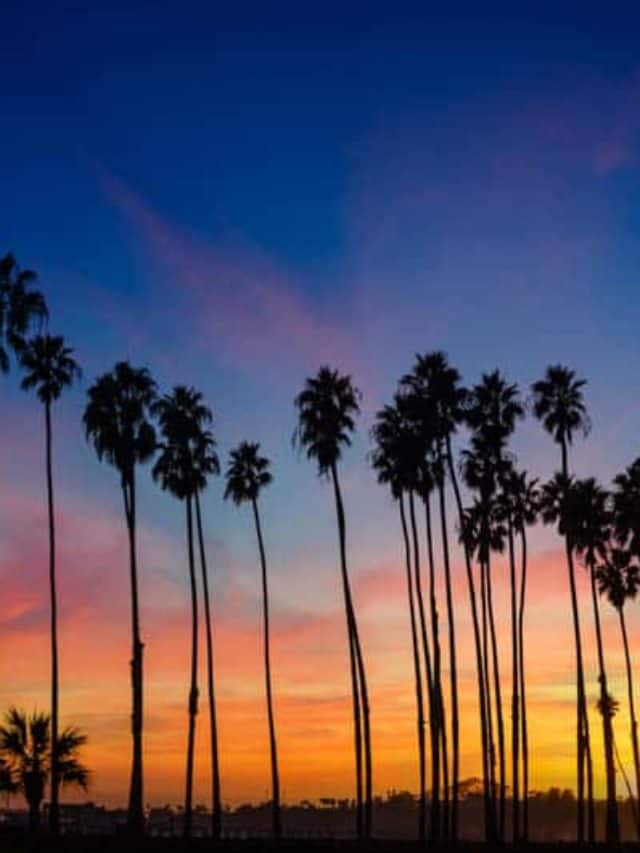 cropped-Santa-Barbara-Palm-Trees.jpg
