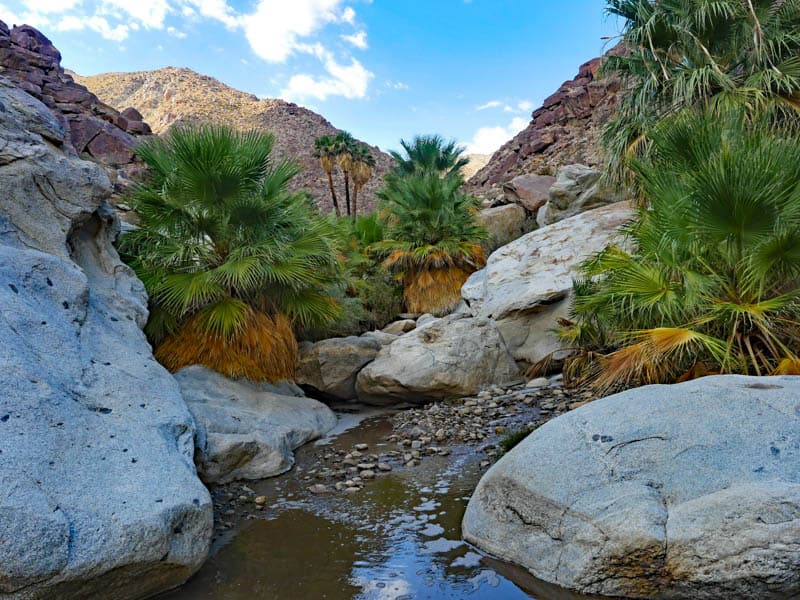 Palm canyon clearance hike anza borrego