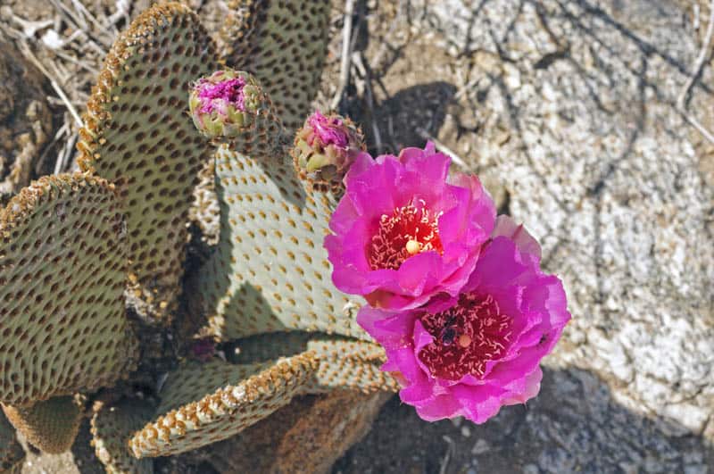 cactus in bloom at Anza-Borrego in the spring