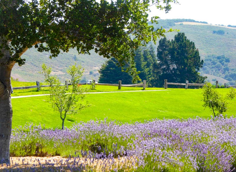 View from the grounds at Carmel Valley Ranch in California