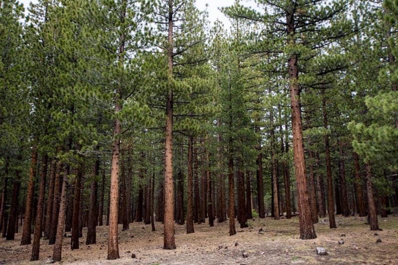 A dense stand of Jeffrey pine along the Mammoth Scenic Loop in Mammoth Lakes, California