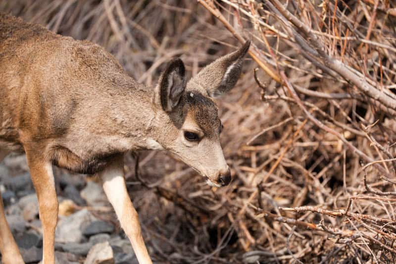 Mule Deer in June Lake California