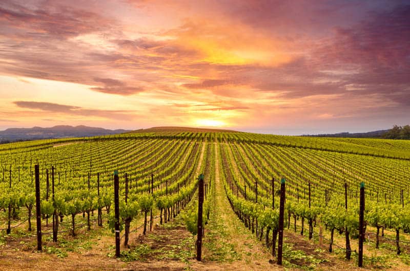 Napa Valley is one of the most beautiful wine regions in California!