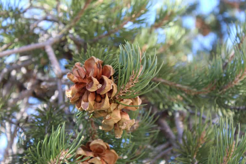 Pinyon Pine in Joshua Tree National Park in Southern California