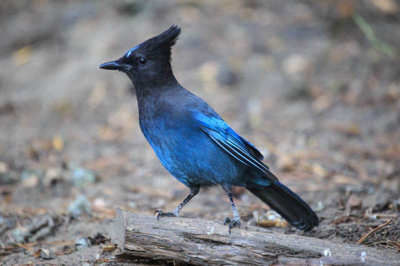 Steller's jay in the Eastern Sierra