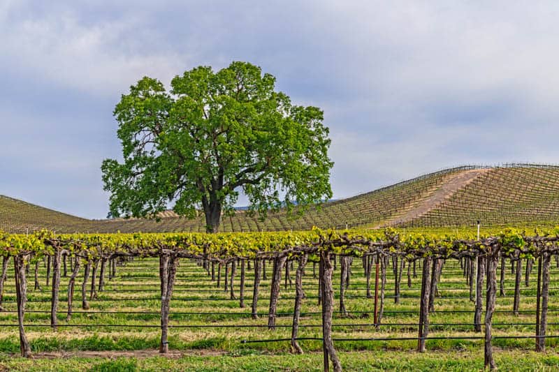 Vineyard in oak-studded Paso Robles California