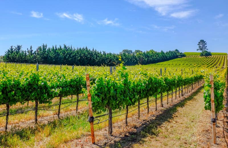 A vineyard in the Santa Ynez Valley of California