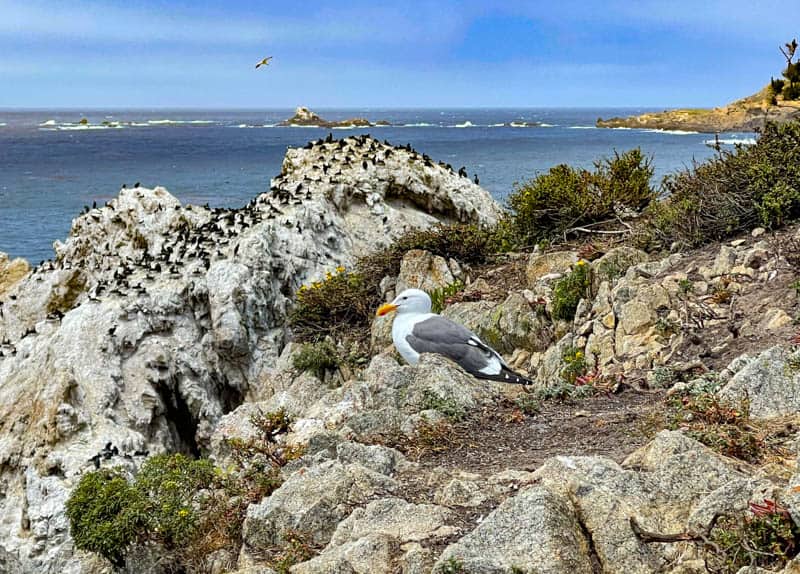 A western gull at Bird Island in Point Lobos State park California