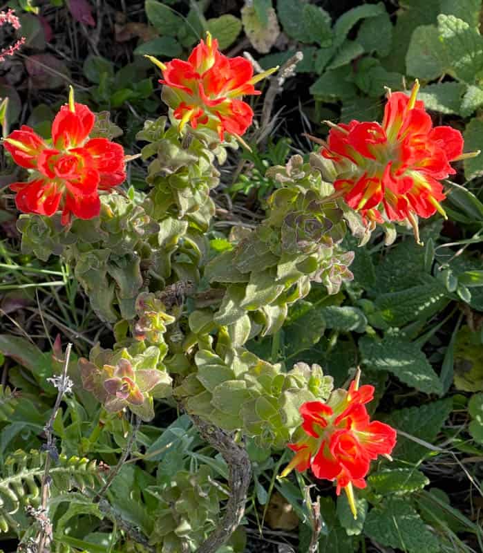Indian paintbrush on bloom at Soberanes Point California in the spring