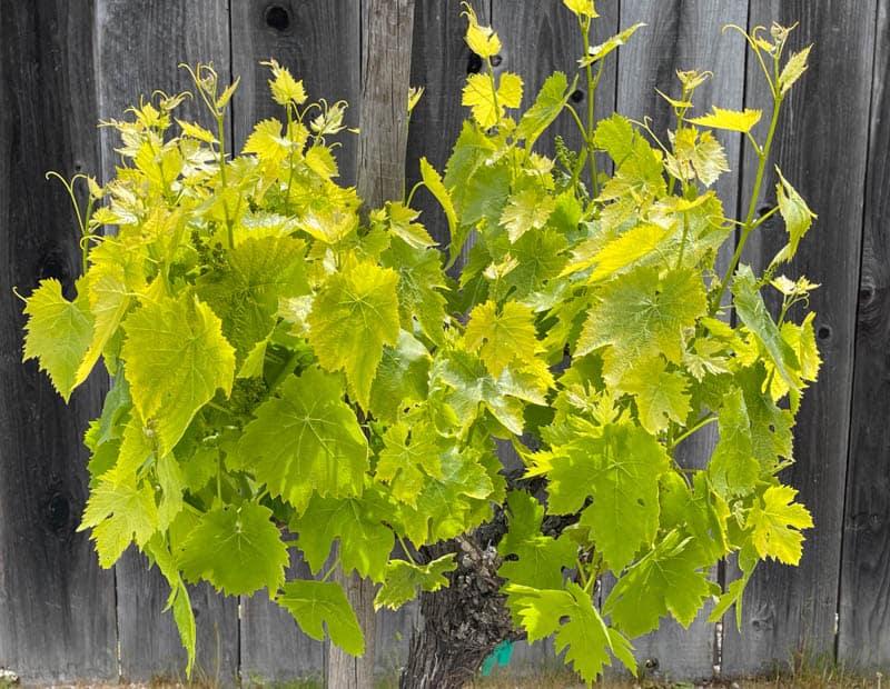 A healthy grape vine in Carmel Valley, California
