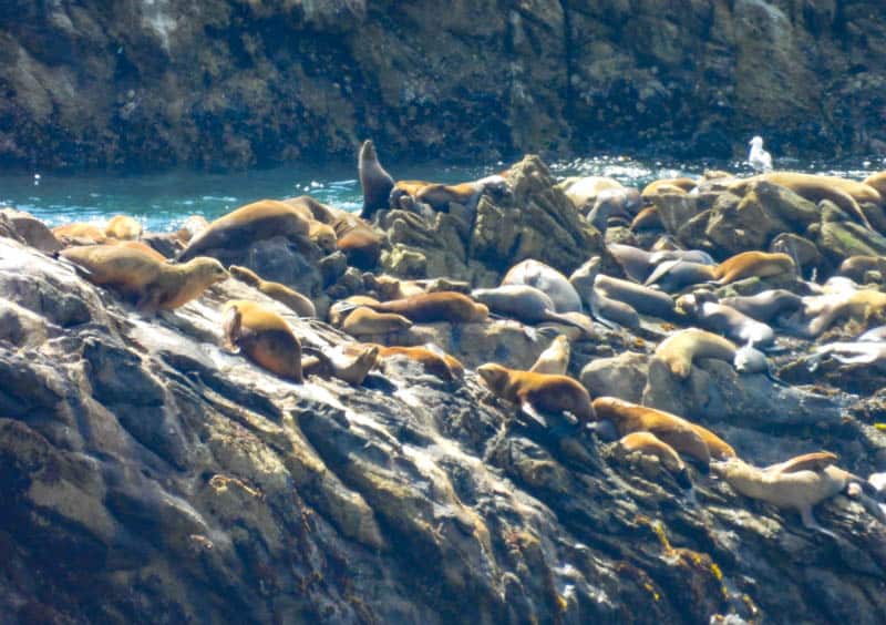 Masses of sea lions huddled on Sea Lion Rocks at Point Lobos, California