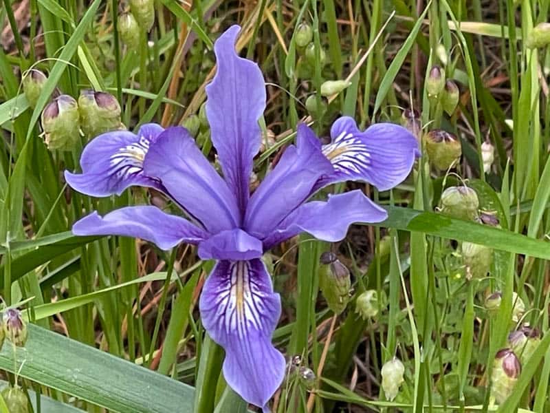 Wild iris along a road in Carmel Highlands, California