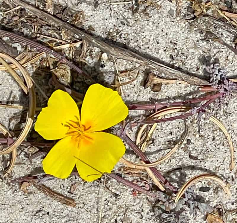 A wildflower along the Spanish Bay Beach Trail in Pebble Beach, CA