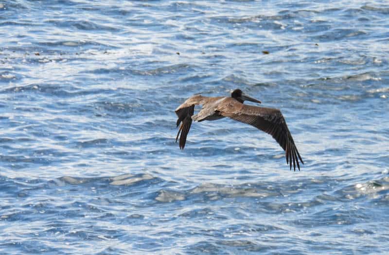 A sea bird in flight at Point Lobos near Carmel California