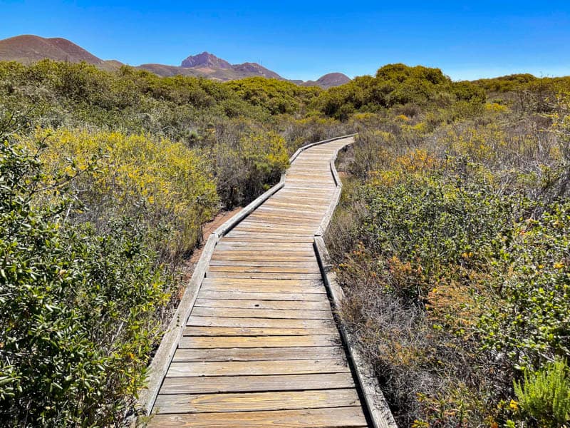 The boardwalk trail at the Elfin Forest in Los Osos California