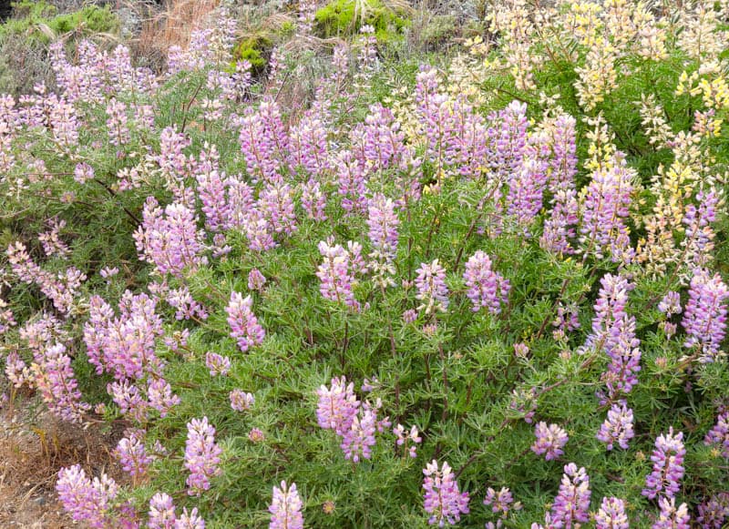 Bush lupine in bloom at Point Lobos, California