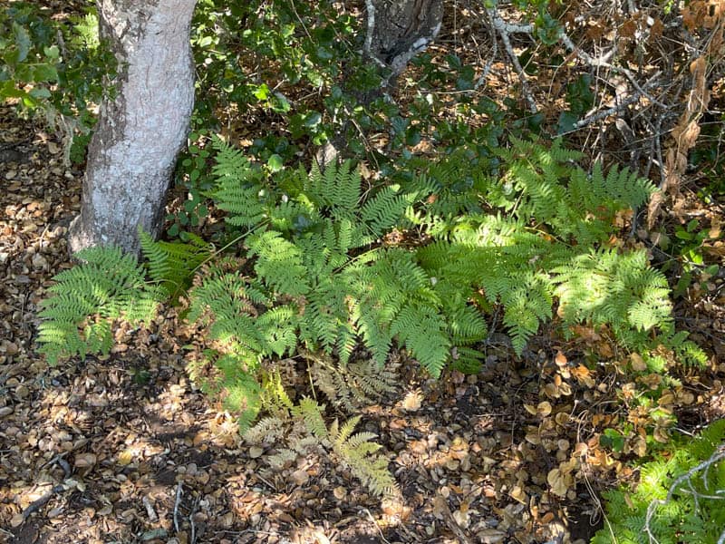 A fern at the Elfin Forest in Los Osos, California