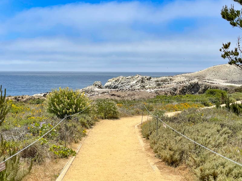 A hiking trail in Point Lobos SNR, California