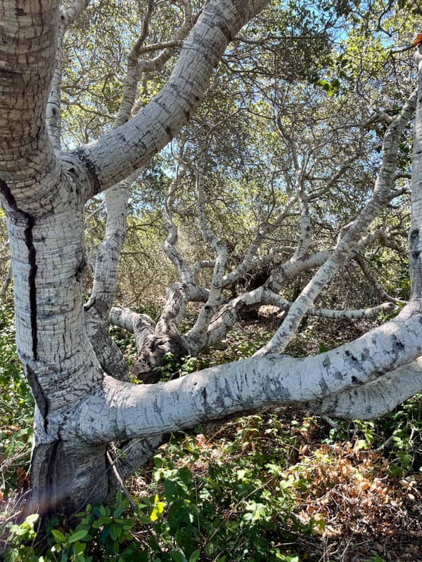 Live oaks in Los Osos, CA