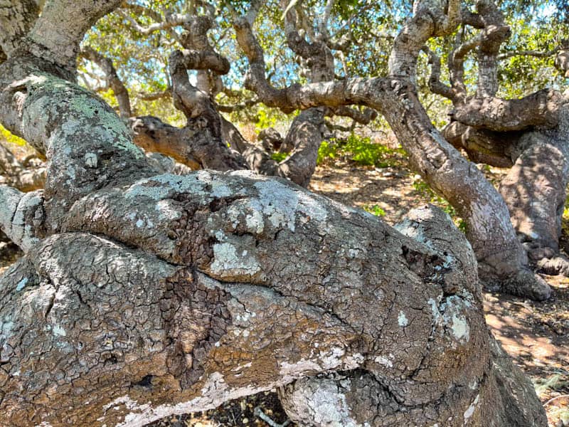 Oaks at the Elfin Forest in Los Osos California