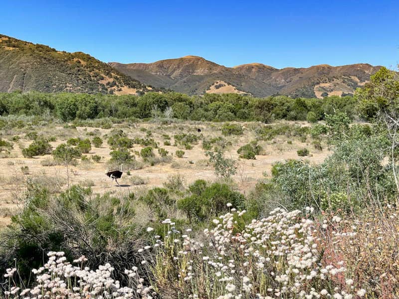 The picturesque setting of Ostrichland USA near Solvang, California