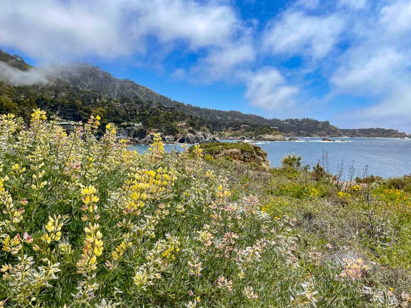 Point Lobos State Natural Reserve in California