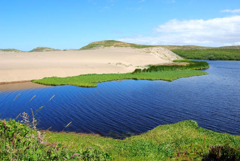 Ladscape at Abbott's Lagoon Point Reyes CA