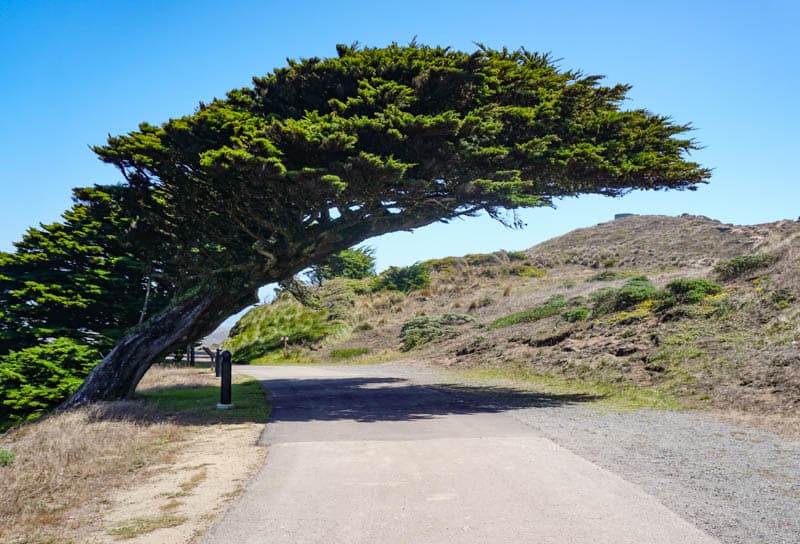 A bent Monterey cypress near Point Reyes Lighthouse in California