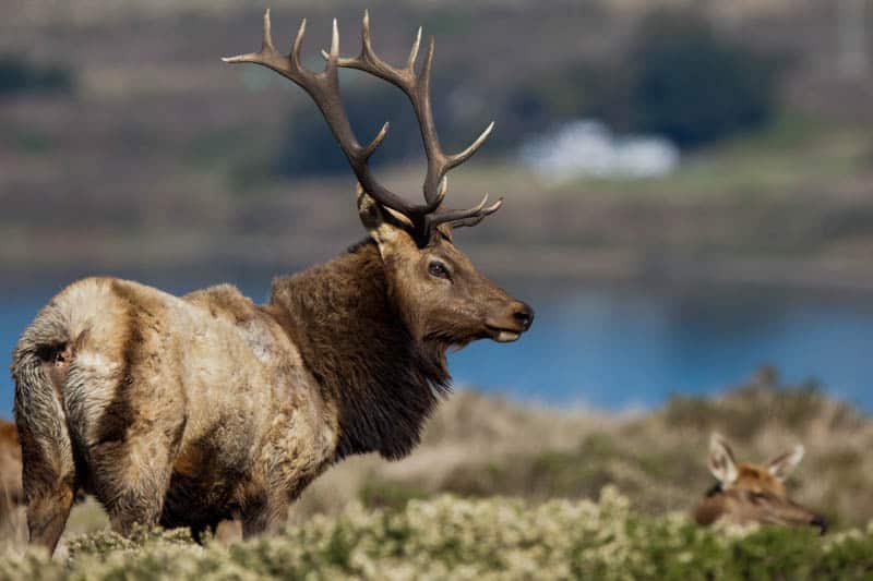 A bull elk at Point Reyes California