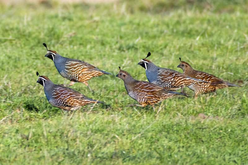 California quail at Point Reyes, California