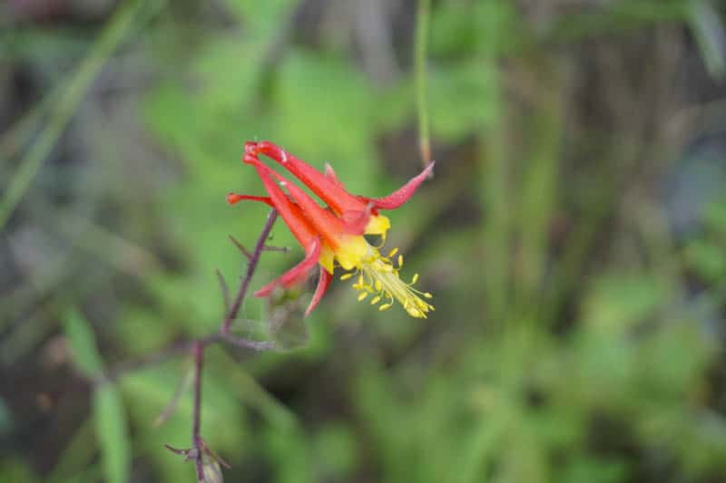 Crimson columbine is bloom at Convict Lake, California