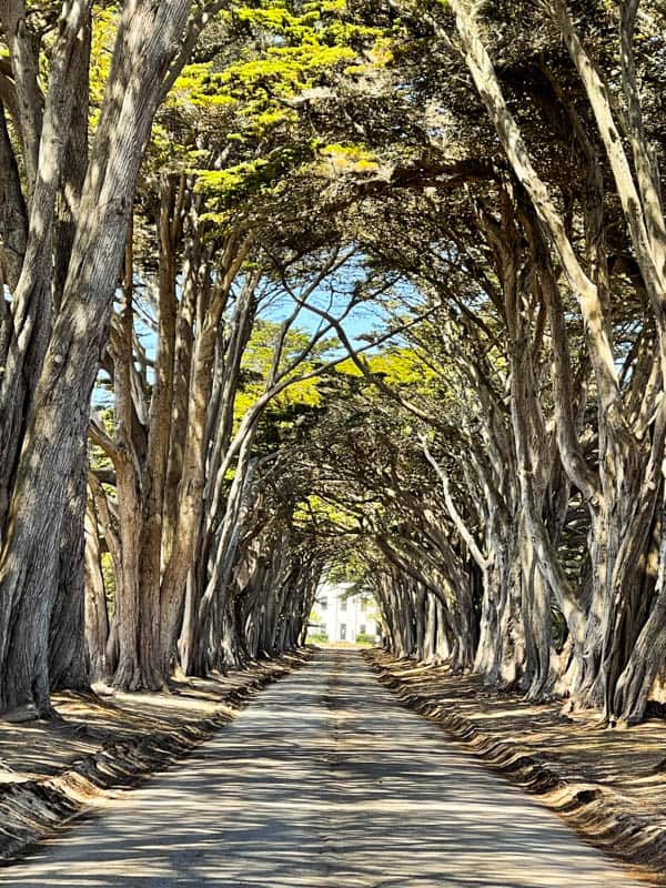 The Cypress Tree Tunnel at Point Reyes in California