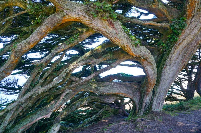 Sculptural trunks of Monterey cypress trees in Point Reyes, California