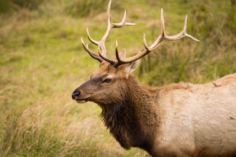 Tule elk at Point Reyes, California