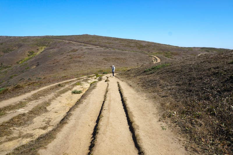 Photographing tule elk from Tomales Point Trail in Point Reyes, CA