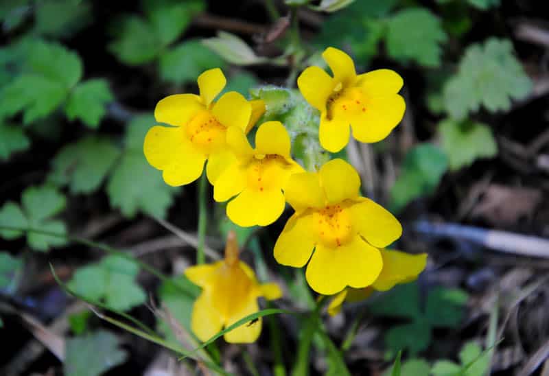 Wildflowers in Point Reyes, California