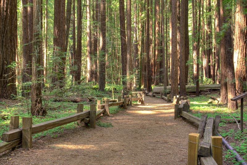 Armstrong Redwoods State Natural Reserve in Guerneville CA